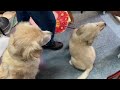 【新入社員】セラピー犬、郷 ごう くんです！ ゴールデンレトリバー