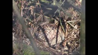 Woodcock roding flight