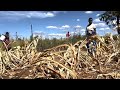In a cycle of extreme weather, drought in southern Africa leaves some 20 million facing hunger