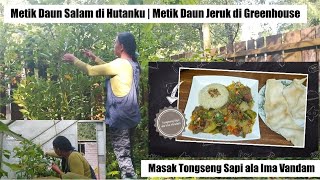 Metik daun Salam di hutan | Metik daun jeruk di Greenhouse untuk masak Tongseng Sapi ||