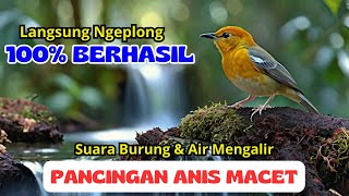 CUKUP PUTAR 15 MENIT!!! Burung Macet Langsung Ngeplong - Masteran Anis Merah