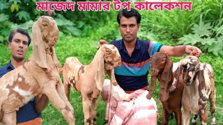 টপ কোয়ালিটির ছাগল কিনুন #super #quality #GOAT।