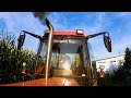 PURE SOUND || CASE IH 856 XL & MENGELE MAMMUT 7800 |Mais Silage| KoimBriada