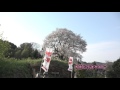 ４k 与市郎桜