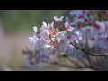 海津大崎_桜並木 琵琶湖北湖にある桜並木