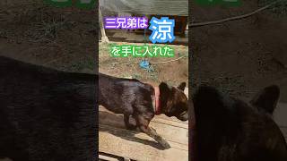 夜通し【噴射した結果】 #日本犬物語 #日本犬 #猟犬 #松ごり #四国犬 #甲斐犬 #dog