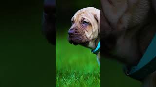 Boerboel Puppies Transform Protectors #shorts #boerboels #boerboelpuppies