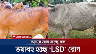 একের পর এক মারা যাচ্ছে গরু! LSD রোগে দিশেহারা খামারি | Lampi Disease | LSD | Jamuina TV