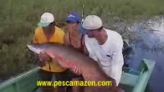 Fishing Pirarucu (Arapaima Gigas) Mexiana Island - Delta, Amazon River