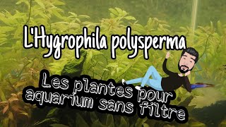 l'hygrophila polysperma : Les plantes pour aquarium sans filtre