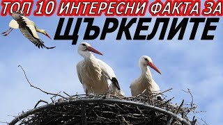 ТОП 10 интересни факта за ЩЪРКЕЛИТЕ