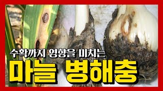 겨울이 오기 전 꼭 알아야 하는 마늘 병해충 3가지