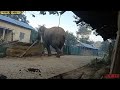 wild elephant on the house 24 december 2024