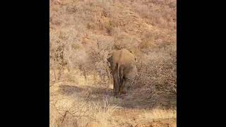 Ukiyo Live - Elephant Bulls Testing their Strength