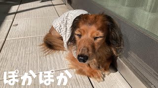 日向ぼっこ大好き犬に癒される【カニンヘンダックス】