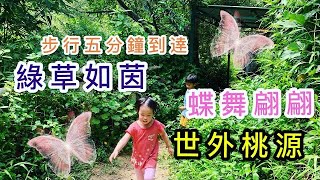 鳳園蝴蝶保育區｜下車步行5分鐘可到達｜世外桃源【香港郊遊】