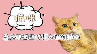 盘点那些能听懂人话的猫咪，赶紧送去上学吧，别耽误了哈哈