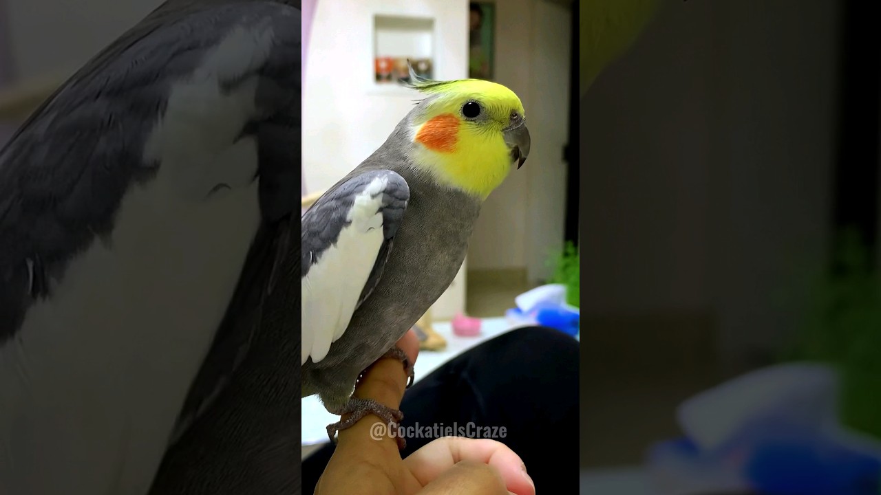 Adorable Cockatiel Jojo Singing Cookie рџќє Song рџћµ Birdsinging