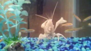 Lobster throws up some gang signs