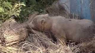 天王寺動物園　バフィンの赤ちゃん一般公開７