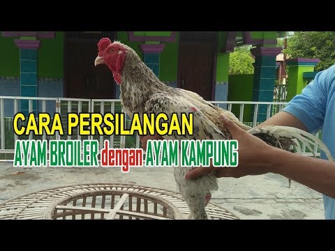 Cara Sederhana Persilangan Ayam Kampung Dengan Ayam Broiler (Pedaging ...