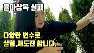 율마잘키우는법:힘든 율마번식실패 ㅜㅜ 다양한 변수,실험으로 재도전합니다.!!