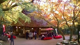 行ってきました2　奈良公園の紅葉