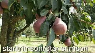 नाशपाती/Pear/Star crimson/Red Pear /J/O Jia ORCHARD