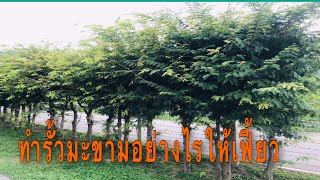 EP033: รั้วมะขาม ปลูกมะขามทำรั้ว รั้วต้นไม้