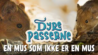 En mus som ikke er en mus - Dyrepasserne S14 E06