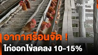 อากาศร้อนจัด ! ไก่ออกไข่ลดลง 10-15% | ข่าวค่ำมิติใหม่ | 7 พ.ค. 67