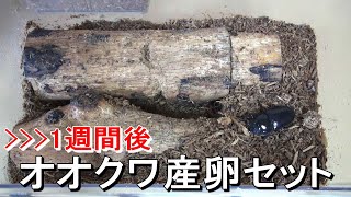 オオクワガタの産卵セット【1週間後】オスを取り出します！