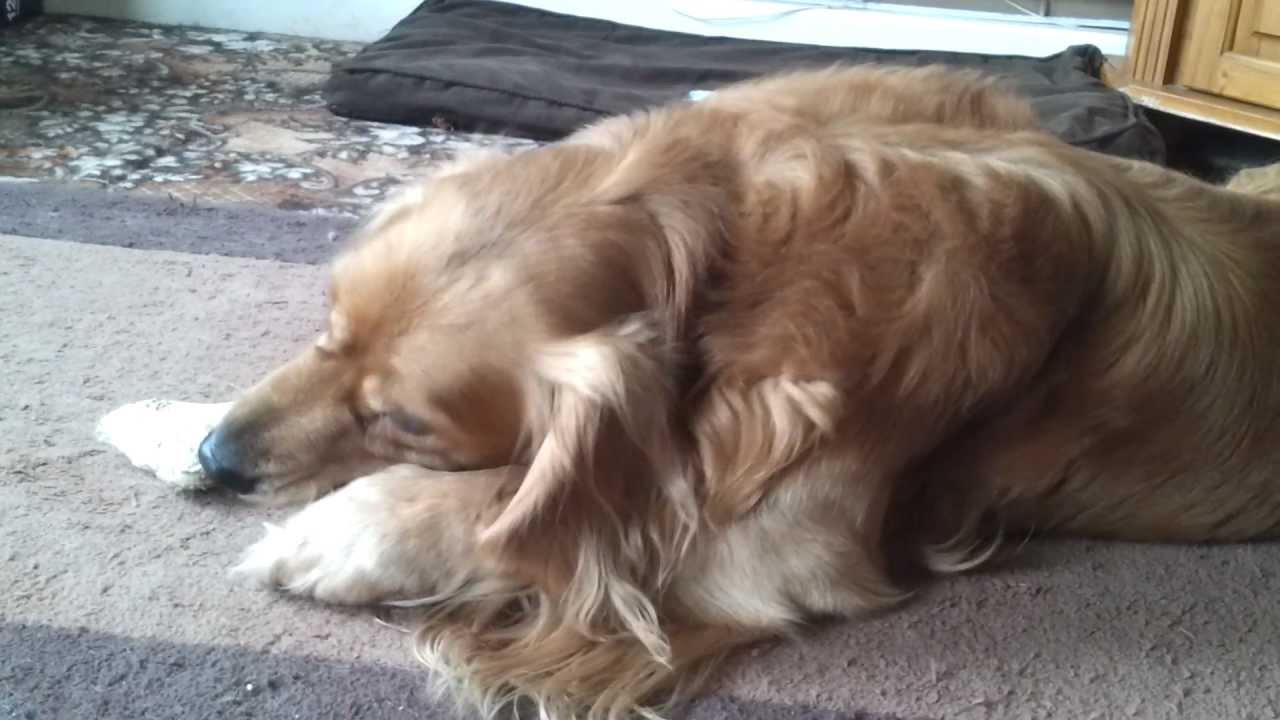 Asmr Dog Chewing Bone Youtube