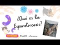 Esporotricosis enfermedad por hongos