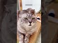 funny cats 2025 🙀 new funny cats 2024 😅 magicmewtv ep 7387