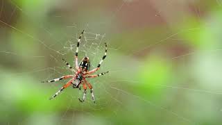 Deadly spider videos- Spider nest building videos-Spider web construction