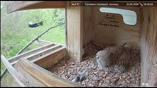 Common Kestrel nest, Windsbach, Germany, April 10, 2024 (2)