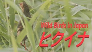 ヒクイナ 鳴き声 美しい日本の野鳥 7月