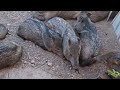 baby javelina