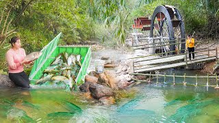 Make Simple Bamboo Bridge To Travel Around - Harvest Lots Of Fish From The Set Trap. Ly Hieu Hieu