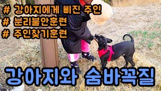 강아지와 숨바꼭질놀이를 했어요~ //똥개 9화 (분리불안훈련, 주인찾기훈련, 강아지에게 삐진 주인)