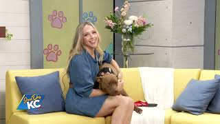 Adoptable LUNA from Made A Promise Rescue