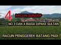 how to get rid of sundep pests with targeted insecticides || 4 rice stem borer poisons