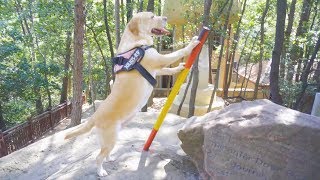 Taking a dog to travel, Labrador laughs from the beginning to the end