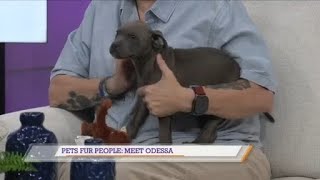 Pets Fur People: Meet Odessa