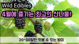 4월에 즐기는 최고의 산나물 ㅡ 30일만 맛볼 수 있는 별미. 꼭 드세요. 10 Wild Edibles.