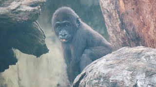 小金剛Ringo從高處跳下來Baby gorilla Ringo jumps from a high place