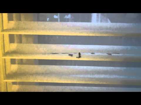 How To Clean Hunter Hunter Douglas Silhouettes and Nantuckets How To Clean Hunter Hunter Douglas Silhouettes and Nantuckets