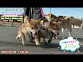 柴犬なつ！子育て生配信【生後167日】床に穴をあけて怒られた子犬たちはこちらです！