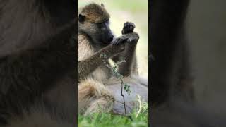 Baboon Grooming Its Friend With Care! #shorts